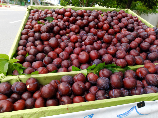 Mận khủng to như nắm tay nguồn gốc Trung Quốc đội lốt mận Sapa bán tràn lan trên đường phố Hà Nội - Ảnh 3.