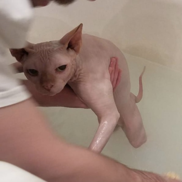 Pussy cat boob