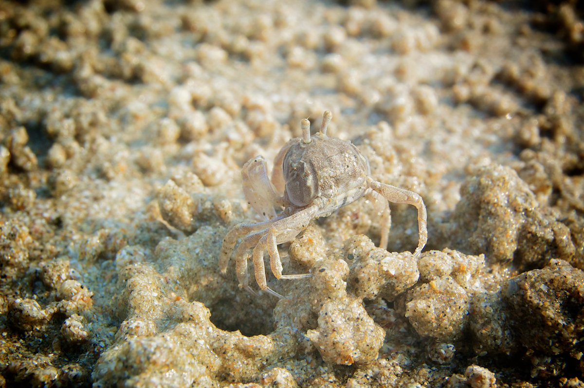 Những màn ngụy trang kinh điển của động vật khiến người tinh mắt cũng phải chào thua - Ảnh 15. Những màn ngụy trang kinh điển của động vật khiến người tinh mắt cũng phải chào thua - Ảnh 15.