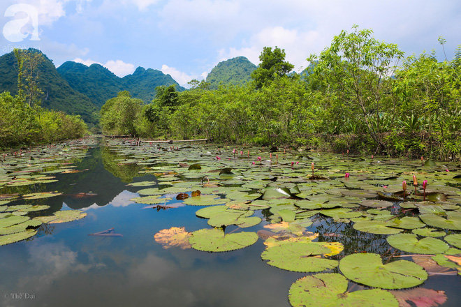 Không cần đi đâu xa, tới chùa Hương ngắm hoa súng đầu mùa đẹp như trong tranh - Ảnh 1.