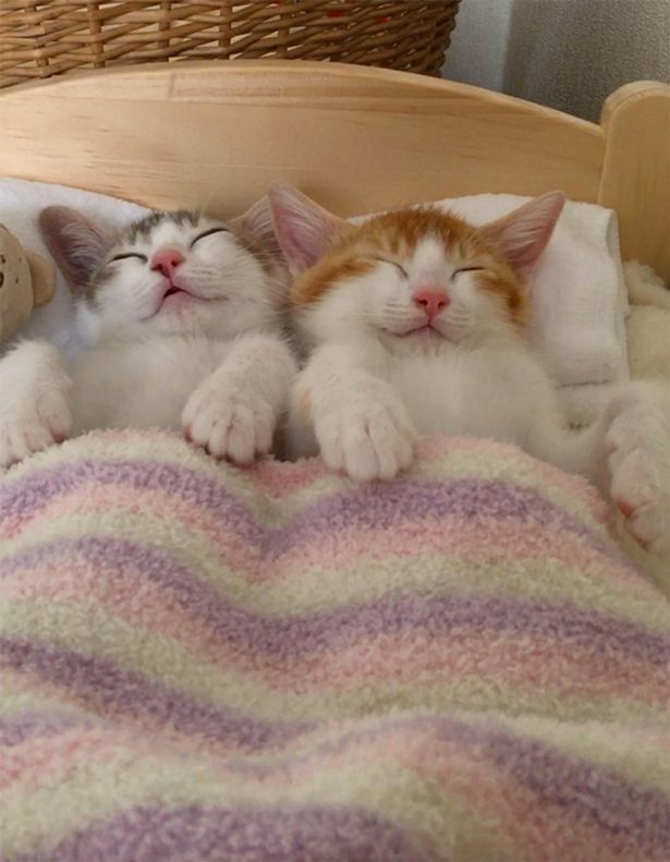 Tan chảy với đôi mèo không thể ngủ nếu không được nằm cạnh nhau - Ảnh 3.