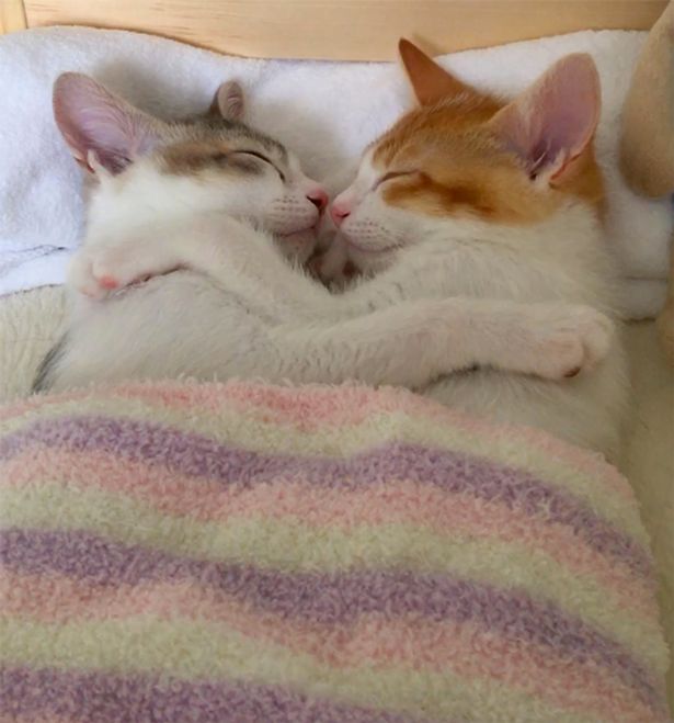 Tan chảy với đôi mèo không thể ngủ nếu không được nằm cạnh nhau - Ảnh 4.
