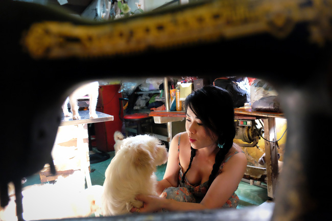 Cô nàng độc thân nuôi 91 con chó ở Sài Gòn: Chồng có thể không có, nhưng chó phải có... một đàn - Ảnh 6.