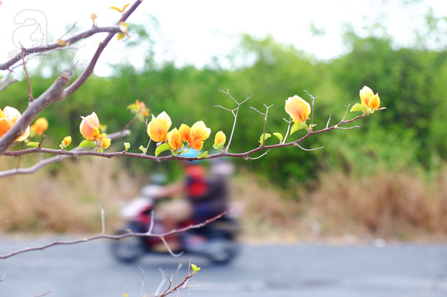Ven Sài Gòn, có một con đường thơ mộng ngập tràn hoa giấy - Ảnh 14.
