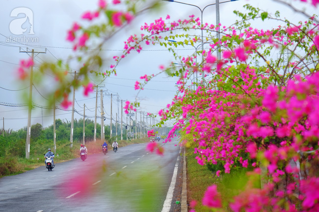 Ven Sài Gòn, có một con đường thơ mộng ngập tràn hoa giấy - Ảnh 13.