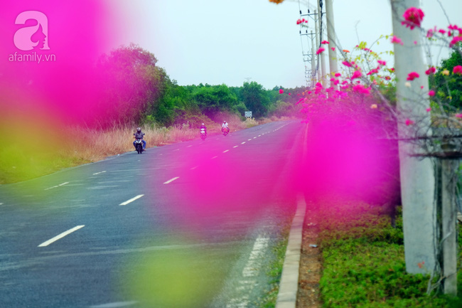 Ven Sài Gòn, có một con đường thơ mộng ngập tràn hoa giấy - Ảnh 10.