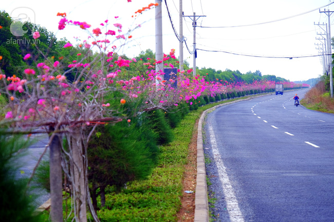Ven Sài Gòn, có một con đường thơ mộng ngập tràn hoa giấy - Ảnh 8.