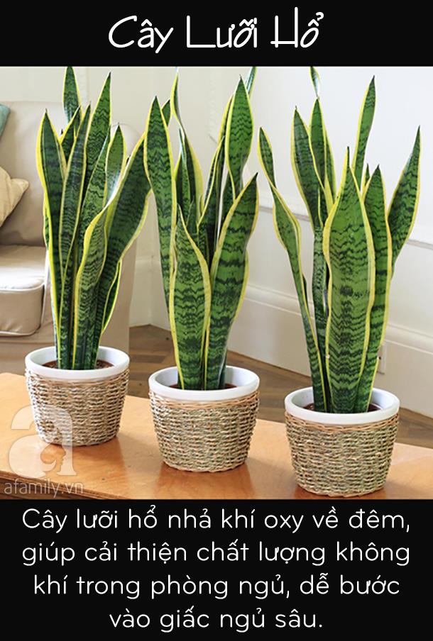 Muốn lọc sạch không khí trong nhà, bạn không thể bỏ qua 5 loại cây cảnh này - Ảnh 2.