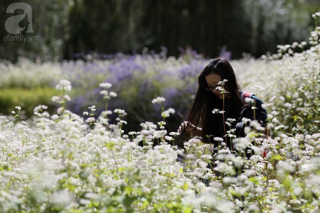 Đắm chìm trong cánh đồng lavender, tam giác mạch ở ngôi làng đẹp như tiên cảnh bị lãng quên - Ảnh 10.