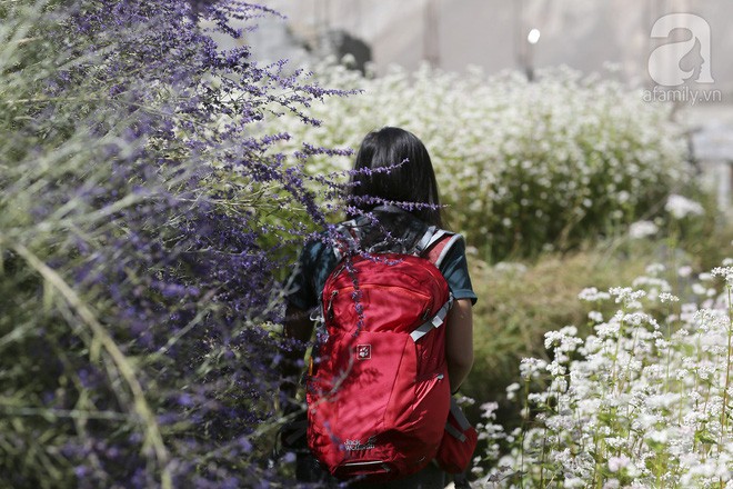 Đắm chìm trong cánh đồng lavender, tam giác mạch ở ngôi làng đẹp như tiên cảnh bị lãng quên - Ảnh 8.