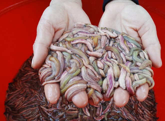 Rươi - món đặc sản nhìn thì sợ, nếm thử thì mê riêng có của miền Bắc - Ảnh 1. Rươi - món đặc sản nhìn thì sợ, nếm thử thì mê riêng có của miền Bắc - Ảnh 1.