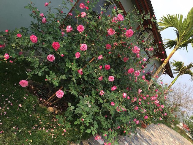3 vườn hồng đẹp như mơ khiến độc giả tâm đắc tặng ngàn like trong năm 2017 - Ảnh 5.