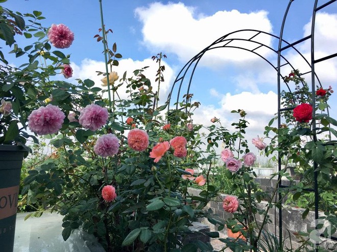 3 vườn hồng đẹp như mơ khiến độc giả tâm đắc tặng ngàn like trong năm 2017 - Ảnh 26.