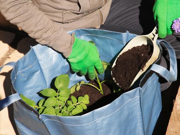 5 cách trồng khoai tây bội thu không phải ai cũng biết - Ảnh 12. 5 cách trồng khoai tây bội thu không phải ai cũng biết - Ảnh 12.