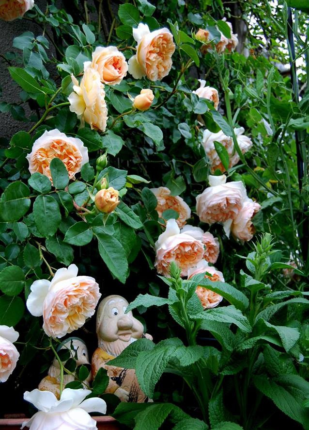 3 vườn hồng đẹp như mơ khiến độc giả tâm đắc tặng ngàn like trong năm 2017 - Ảnh 20.