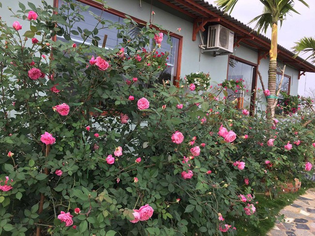 3 vườn hồng đẹp như mơ khiến độc giả tâm đắc tặng ngàn like trong năm 2017 - Ảnh 10.