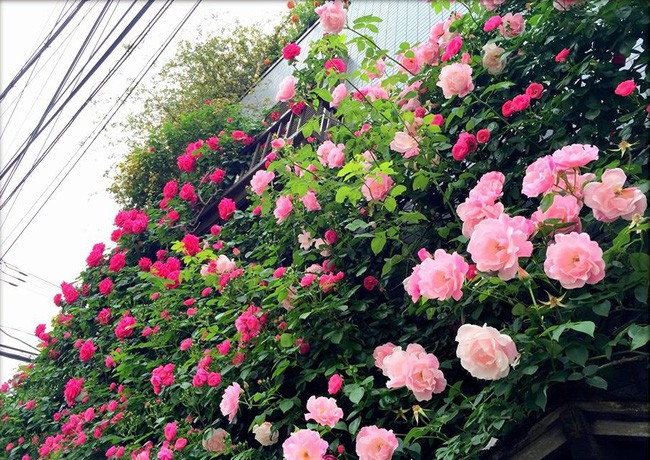 3 vườn hồng đẹp như mơ khiến độc giả tâm đắc tặng ngàn like trong năm 2017 - Ảnh 24.