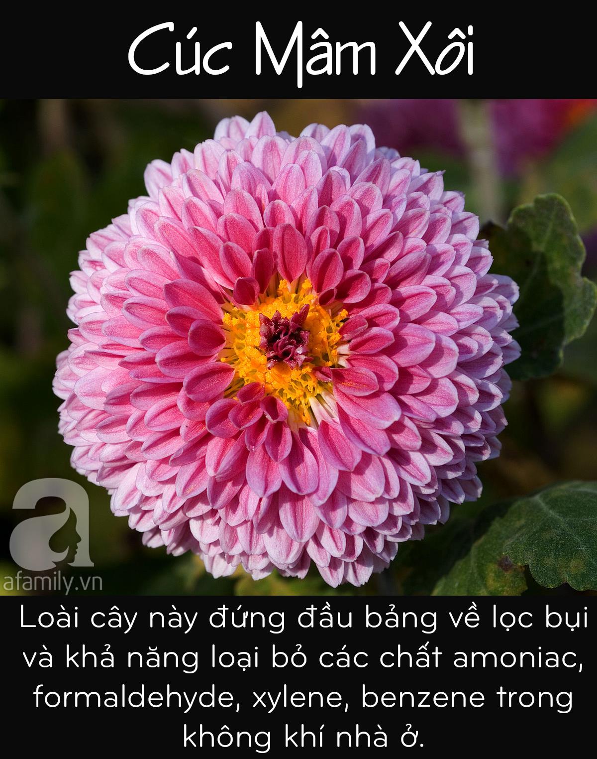 Muốn lọc sạch không khí trong nhà, bạn không thể bỏ qua 5 loại cây cảnh này - Ảnh 4. Muốn lọc sạch không khí trong nhà, bạn không thể bỏ qua 5 loại cây cảnh này - Ảnh 4.