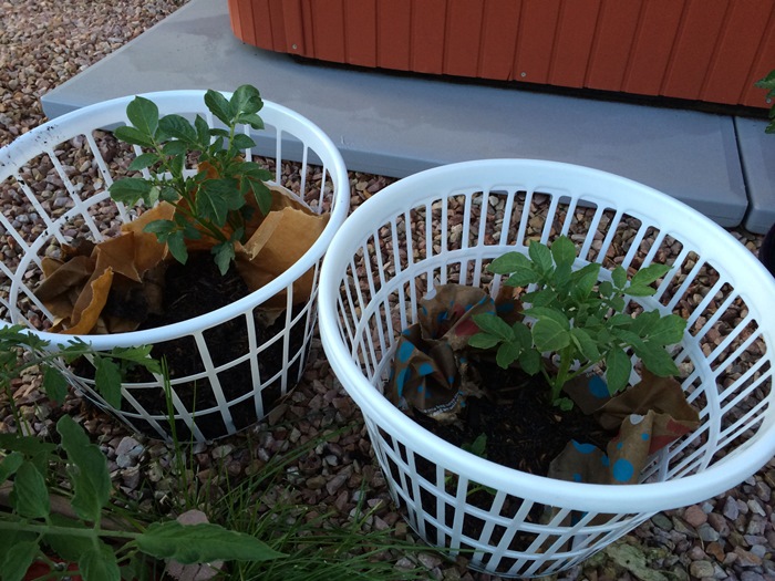 5 cách trồng khoai tây bội thu không phải ai cũng biết - Ảnh 5. 5 cách trồng khoai tây bội thu không phải ai cũng biết - Ảnh 5.