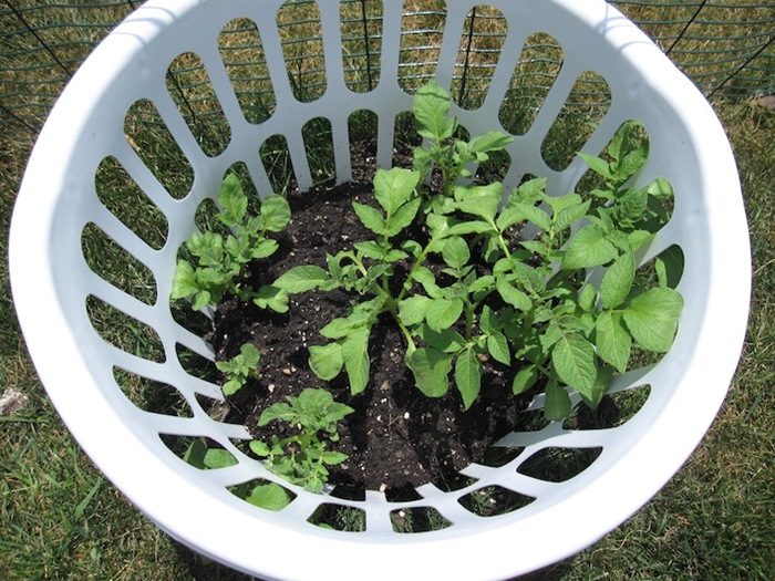 5 cách trồng khoai tây bội thu không phải ai cũng biết - Ảnh 6. 5 cách trồng khoai tây bội thu không phải ai cũng biết - Ảnh 6.