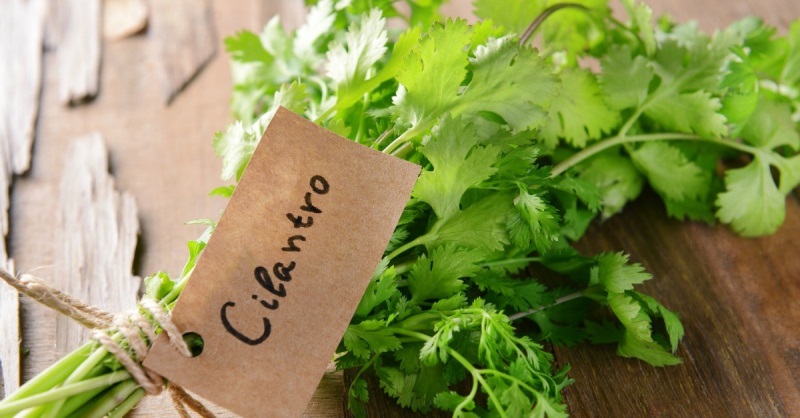 Loại rau gia vị rẻ tiền này có thể chữa được bách bệnh được chuyên gia Đông y công nhận - Ảnh 3. Loại rau gia vị rẻ tiền này có thể chữa được bách bệnh được chuyên gia Đông y công nhận - Ảnh 3.