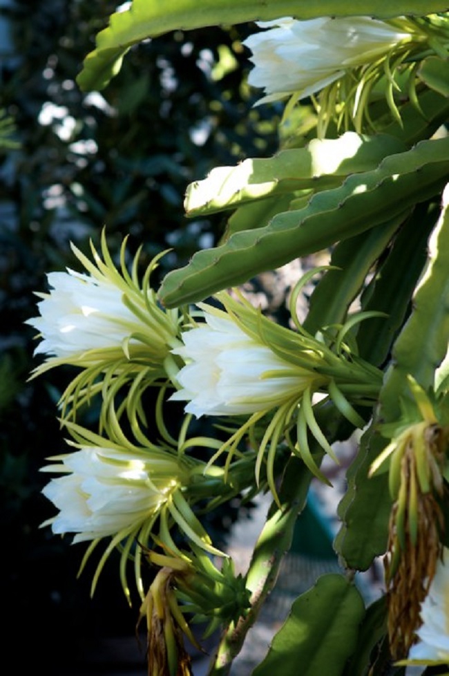 Loài cây này ai nghe tên cũng biết nhưng không ngờ rằng hoa của nó phát sáng đẹp như cổ tích vậy - Ảnh 3.