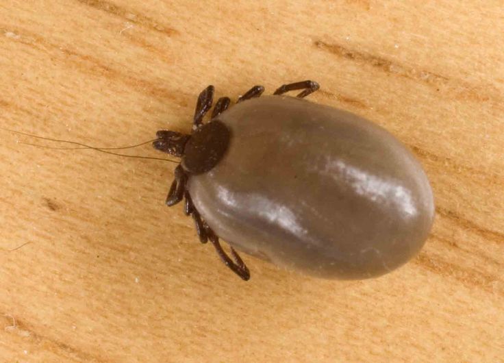 Bé trai 3 tuổi bị liệt sau một đêm thức dậy, cả gia đình suýt ngất khi biết nguyên nhân - Ảnh 3. Bé trai 3 tuổi bị liệt sau một đêm thức dậy, cả gia đình suýt ngất khi biết nguyên nhân - Ảnh 3.