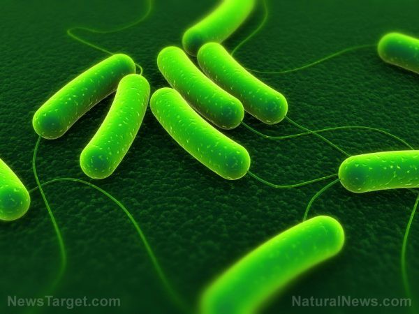 Theo nghiên cứu của các nhà khoa học từ Đại học Copenhagen, tỏi có thể ngăn chặn siêu vi khuẩn - Ảnh 2.
