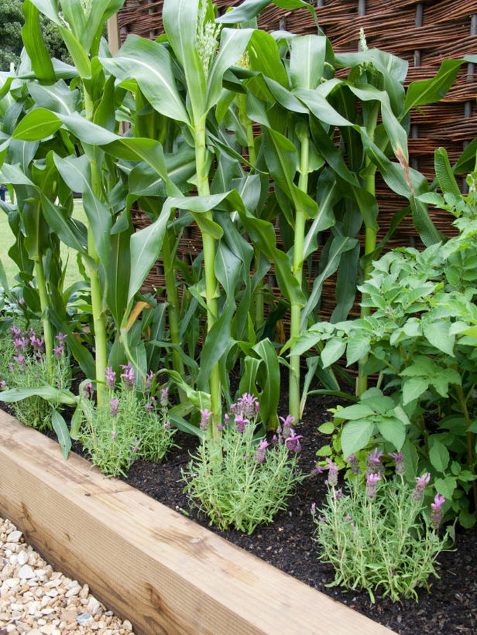 10 cách trồng rau quả đẹp như trồng hoa để vừa có rau ăn vừa làm đẹp khu vườn - Ảnh 8. 10 cách trồng rau quả đẹp như trồng hoa để vừa có rau ăn vừa làm đẹp khu vườn - Ảnh 8.