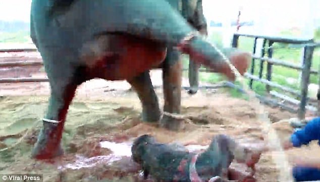 Kinh hoàng cảnh tượng voi mẹ giẫm đạp không thương tiếc voi con mới sinh - Ảnh 3.