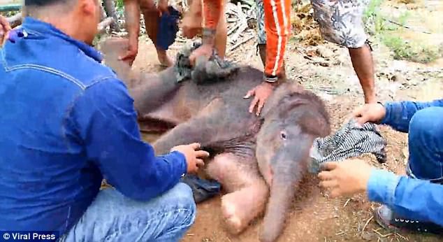 Kinh hoàng cảnh tượng voi mẹ giẫm đạp không thương tiếc voi con mới sinh - Ảnh 5.