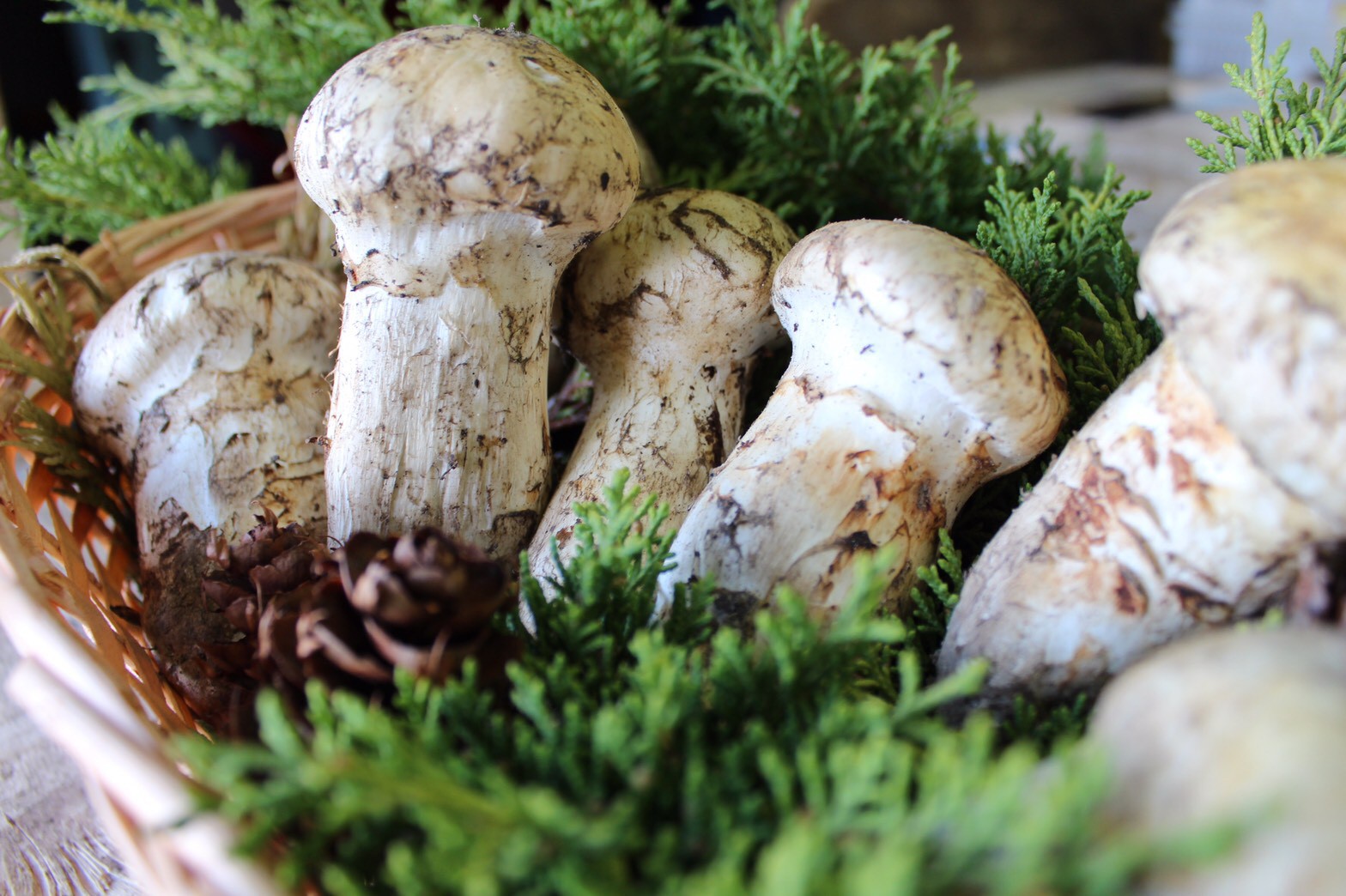 Khám phá matsutake - loại nấm đắt nhất thế giới mang trọn vẹn hương vị mùa thu Nhật Bản, 50 triệu/kg mà vẫn cháy hàng - Ảnh 5. Khám phá matsutake - loại nấm đắt nhất thế giới mang trọn vẹn hương vị mùa thu Nhật Bản, 50 triệu/kg mà vẫn cháy hàng - Ảnh 5.