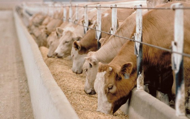Top 10 lý do giải thích tại sao các bà nội trợ “đổ xô” tìm mua thịt bò Canada - Ảnh 1.