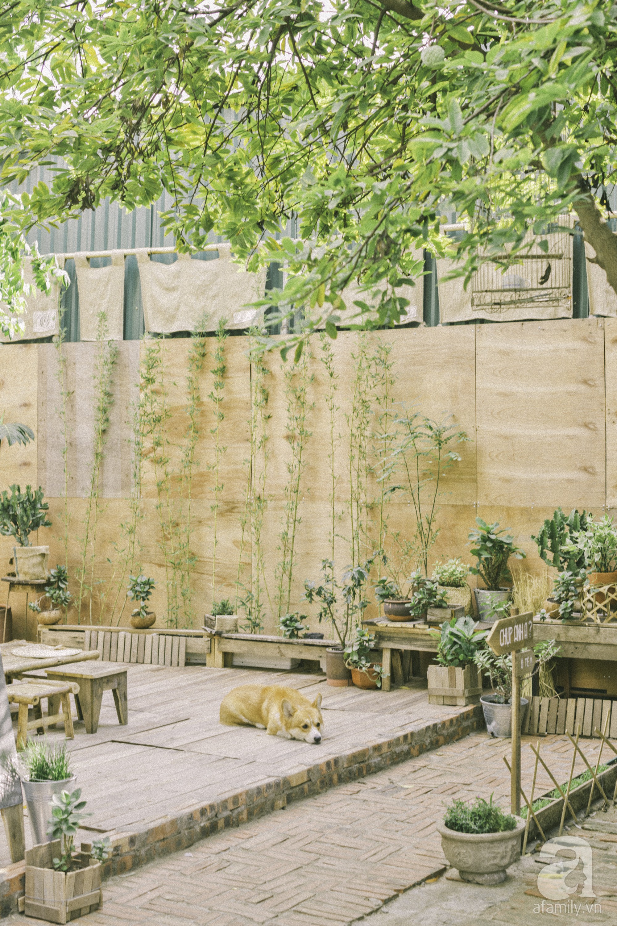 Chàng trai 8X đam mê nhiếp ảnh biến mảnh đất hoang thành khu vườn đậm màu Vintage rộng 20m² ở Hà Nội - Ảnh 18. Chàng trai 8X đam mê nhiếp ảnh biến mảnh đất hoang thành khu vườn đậm màu Vintage rộng 20m² ở Hà Nội - Ảnh 18.