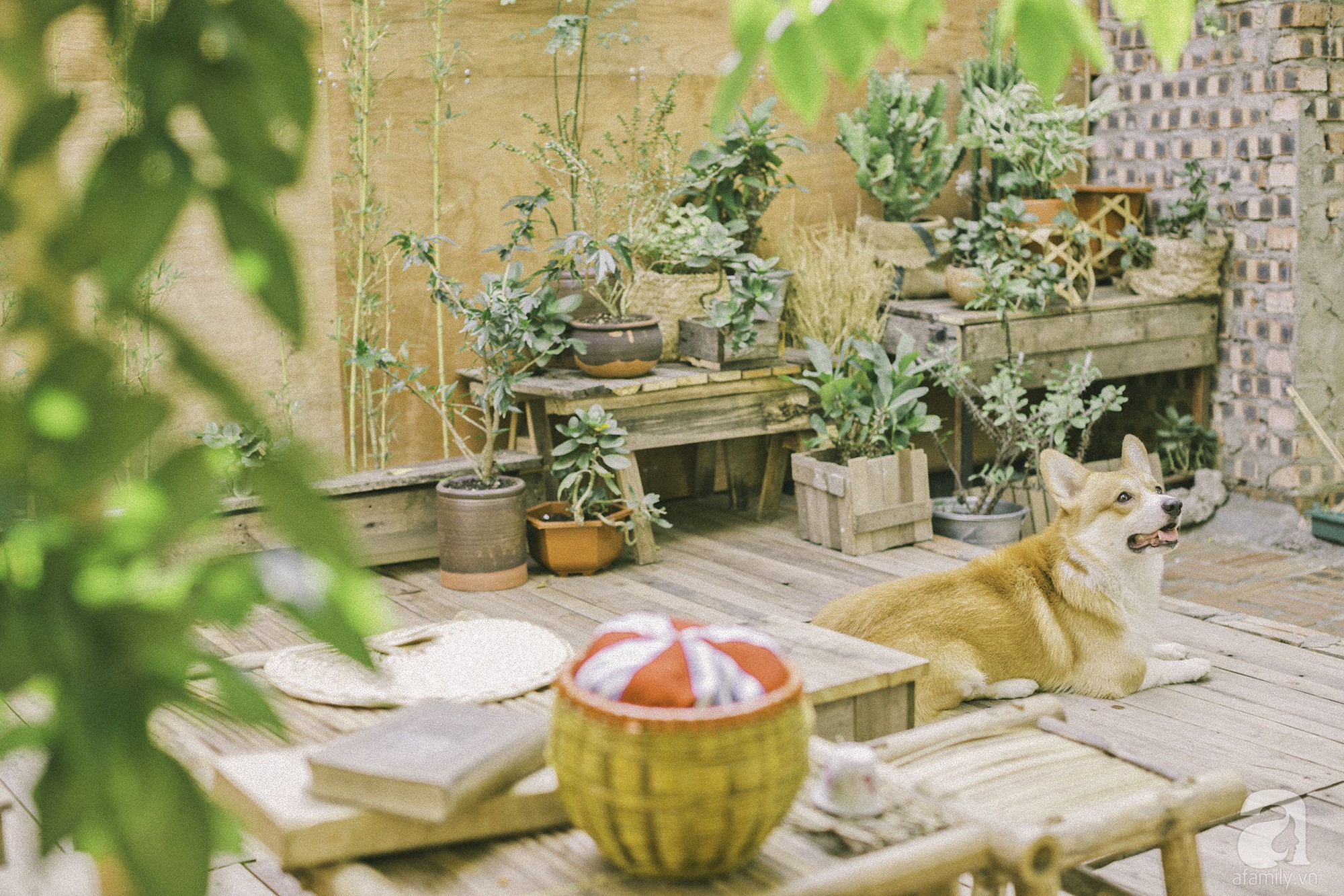Chàng trai 8X đam mê nhiếp ảnh biến mảnh đất hoang thành khu vườn đậm màu Vintage rộng 20m² ở Hà Nội - Ảnh 16. Chàng trai 8X đam mê nhiếp ảnh biến mảnh đất hoang thành khu vườn đậm màu Vintage rộng 20m² ở Hà Nội - Ảnh 16.