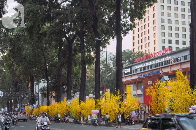 Tết chưa kịp đến mà mai vàng đã nở rộ khắp Sài Gòn thế này bảo sao lòng người không xao xuyến - Ảnh 7.