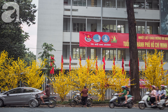 Tết chưa kịp đến mà mai vàng đã nở rộ khắp Sài Gòn thế này bảo sao lòng người không xao xuyến - Ảnh 8.