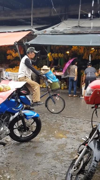  Kệ mưa ướt, cụ ông vẫn cho cún cưng đội mũ trước: Nhìn thương quá đi mất! - Ảnh 4.