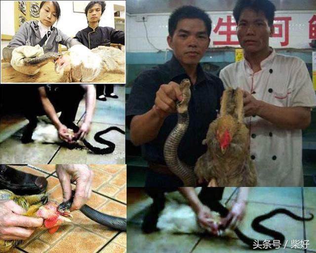 Chuột bao tử ăn sống, gà khô để nguyên lông là 2 trong 5 món ăn kỳ quái nhất Trung Quốc, người phàm ăn nhất cũng ái ngại - Ảnh 11.