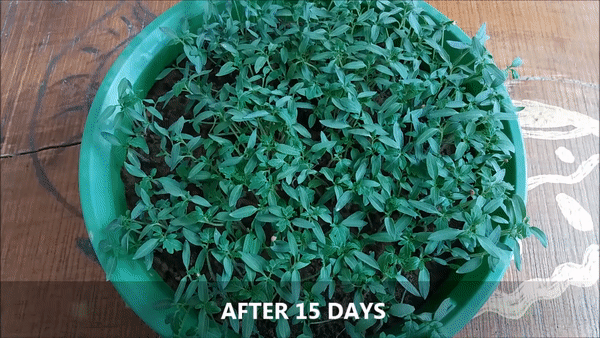 Trồng cà chua từ hạt ngay tại nhà bằng cách này, sau 15 ngày, bạn đã có cả vườn cà chua xanh tốt - Ảnh 10.