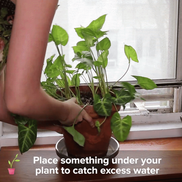 Giải pháp hoàn hảo giúp cây trồng trong nhà hồi sinh, không bao giờ bị khô héo - Ảnh 2.