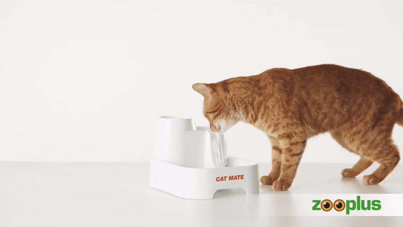 Loạt dụng cụ chất phát ngất giúp các boss chó mèo lầy lội ngưng uống nước bẩn trong nhà vệ sinh - Ảnh 2.