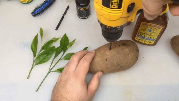 Chồng chanh cực dễ chỉ bằng một cành chanh và củ khoai tây, chẳng mấy mà có cây sai trĩu quả - Ảnh 3.