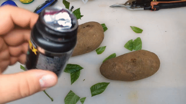 Chồng chanh cực dễ chỉ bằng một cành chanh và củ khoai tây, chẳng mấy mà có cây sai trĩu quả - Ảnh 8.