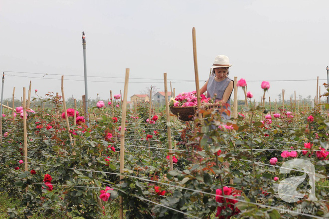 Ngắm khu vườn hoa hồng rộng đến 3 ha đẹp ngất ngây đã giúp cô gái 27 tuổi thoát khỏi bệnh trầm cảm - Ảnh 15.