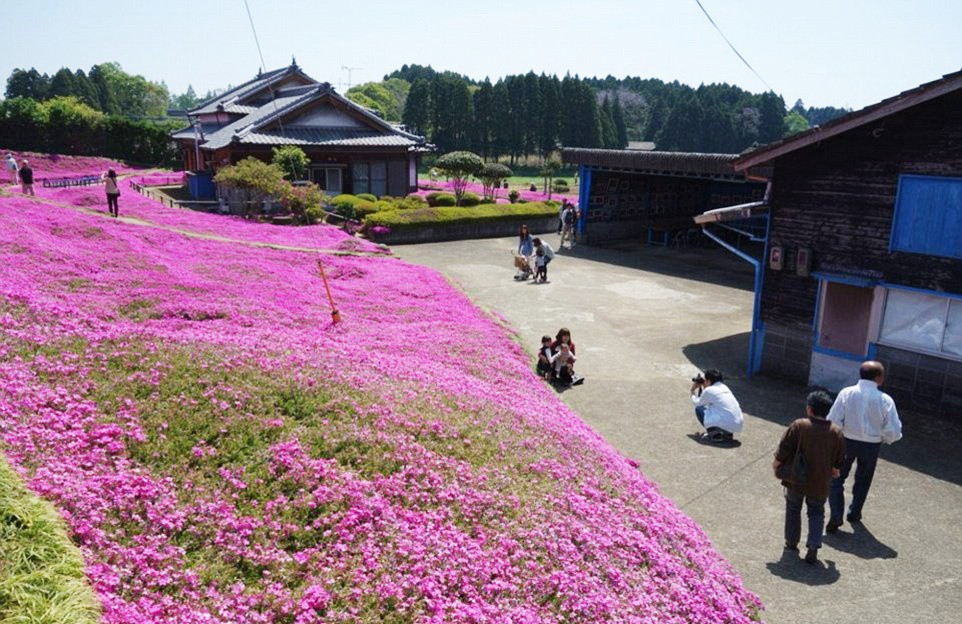 Người đàn ông Nhật Bản dành trọn tình yêu để trồng đồi hoa trước nhà suốt 4 năm để tặng vợ mù lòa - Ảnh 14.