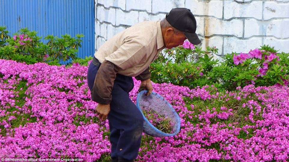 Người đàn ông Nhật Bản dành trọn tình yêu để trồng đồi hoa trước nhà suốt 4 năm để tặng vợ mù lòa - Ảnh 12.