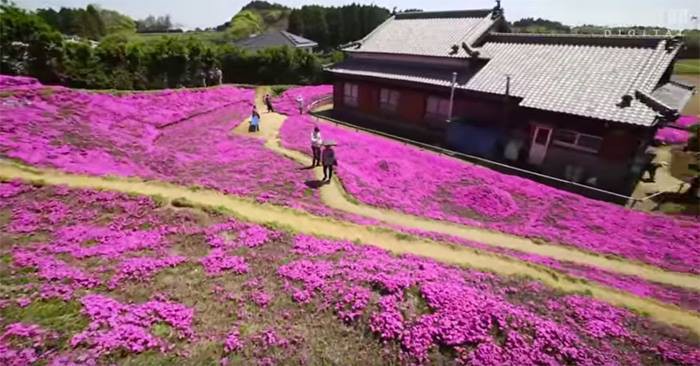 Người đàn ông Nhật Bản dành trọn tình yêu để trồng đồi hoa trước nhà suốt 4 năm để tặng vợ mù lòa - Ảnh 10.
