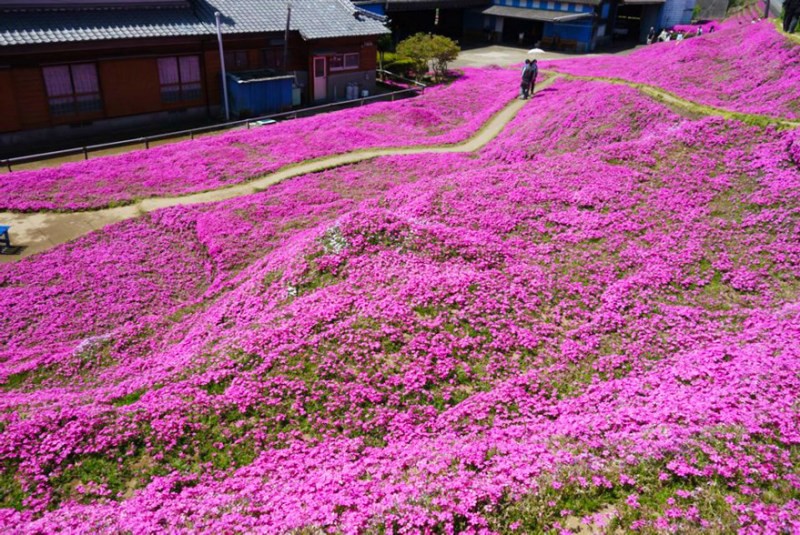 Người đàn ông Nhật Bản dành trọn tình yêu để trồng đồi hoa trước nhà suốt 4 năm để tặng vợ mù lòa - Ảnh 23.