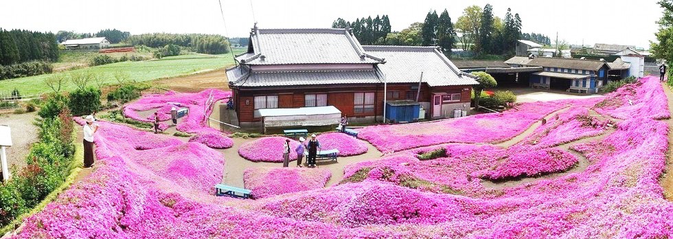 Người đàn ông Nhật Bản dành trọn tình yêu để trồng đồi hoa trước nhà suốt 4 năm để tặng vợ mù lòa - Ảnh 22.
